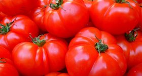 mucegai tomate